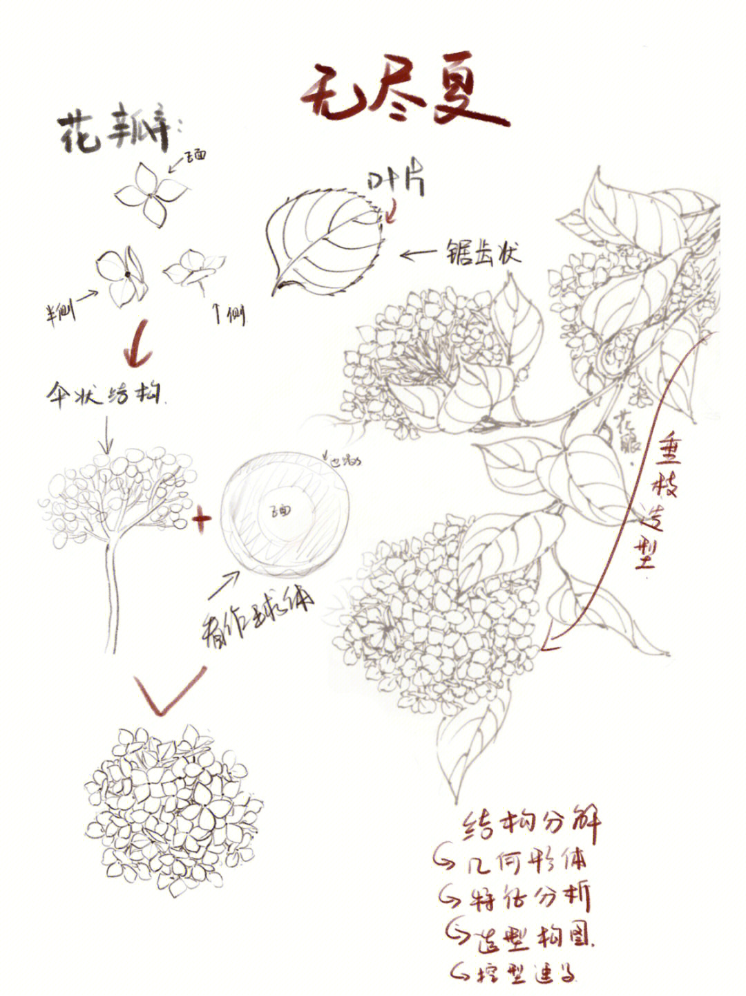 绣球花的解剖图图片
