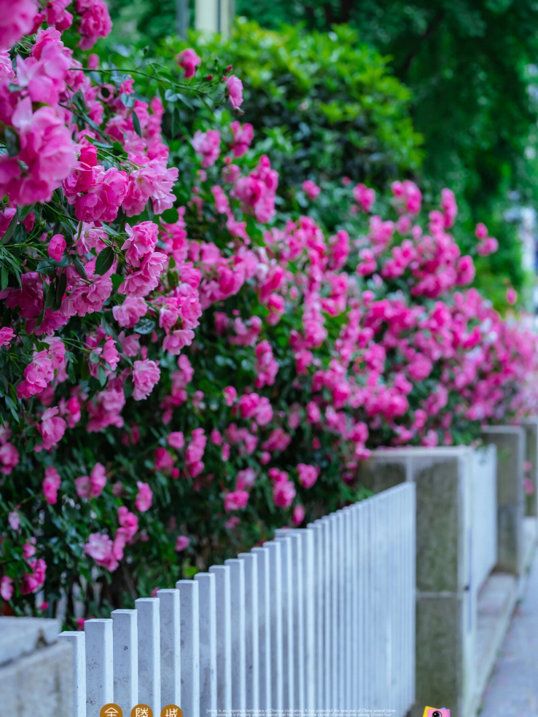 安吉拉月季花柱图片