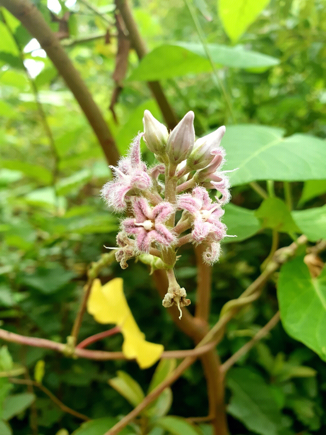 あかねさす紫の花图片