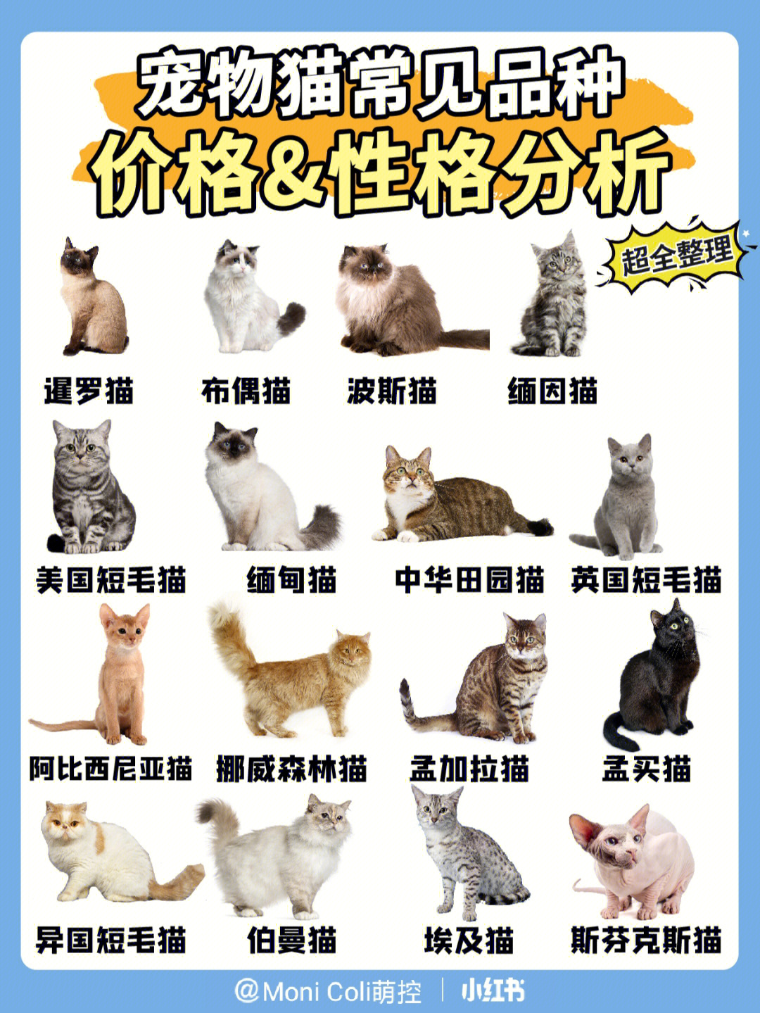 宠物猫大全及价格7516种常见宠物品种详解75