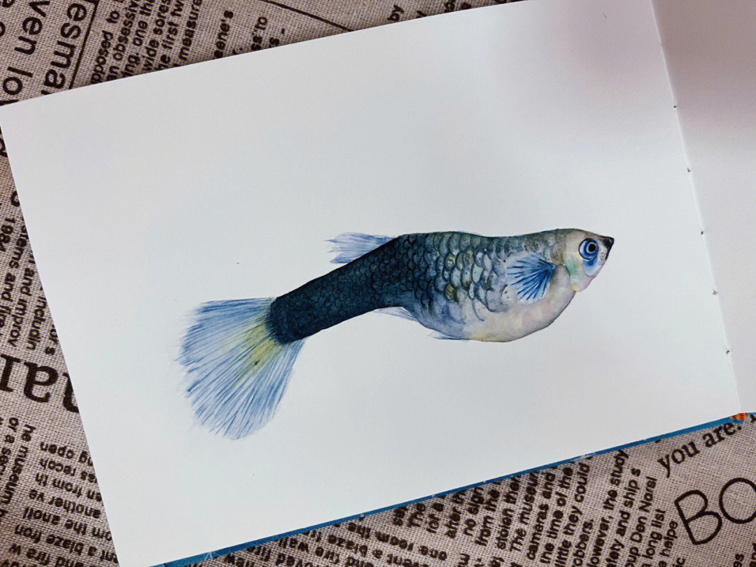 孔雀鱼画 彩铅图片