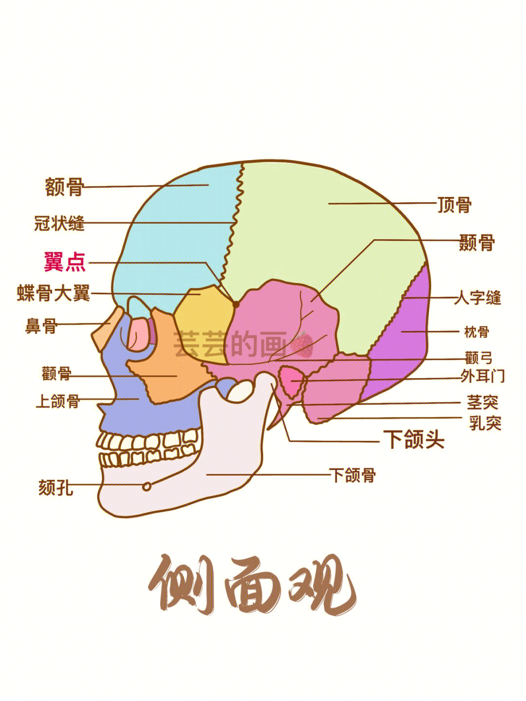 面颅骨的组成图解图片