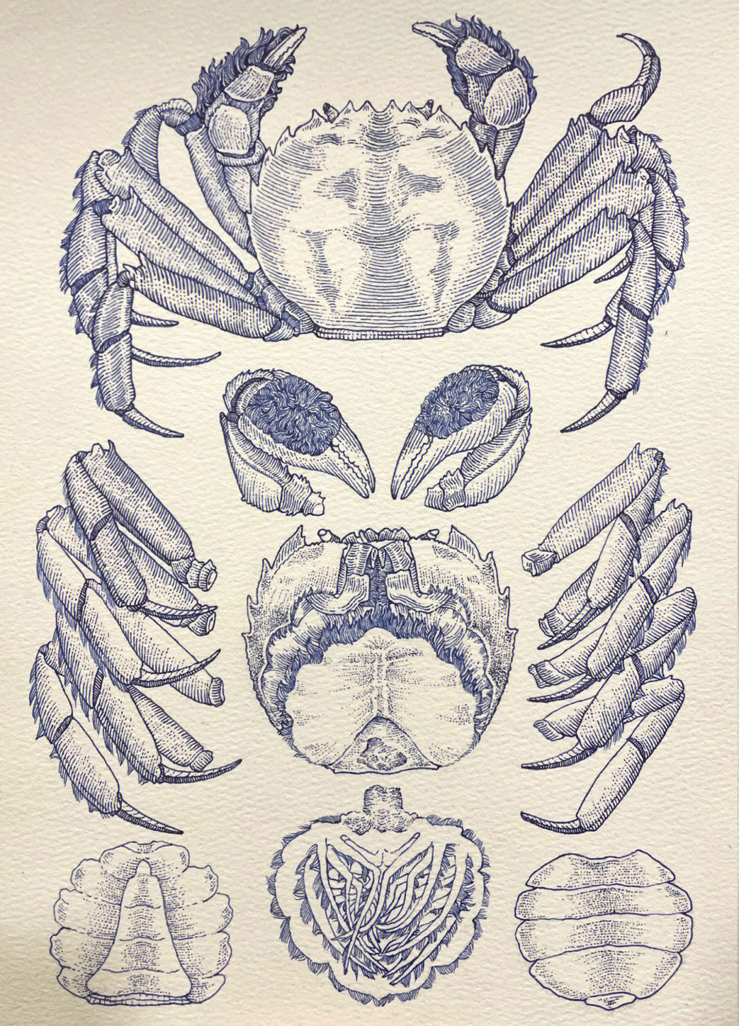 素描大闸蟹图片