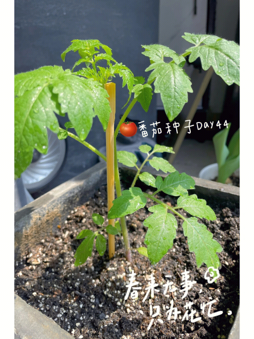 番茄种子解剖图片图片