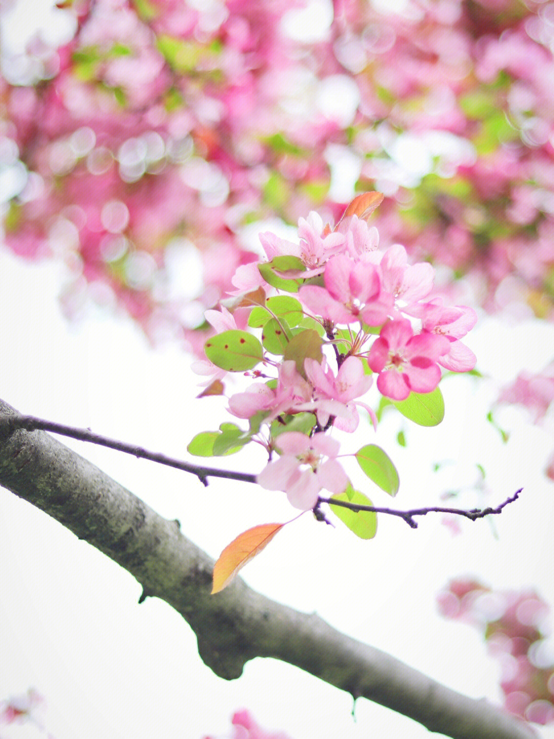 苹果花和海棠花的区别图片