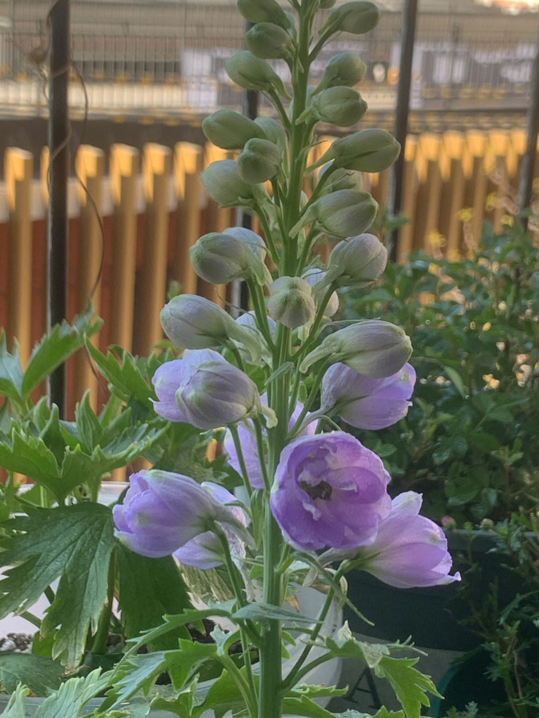 大飞燕种植图片