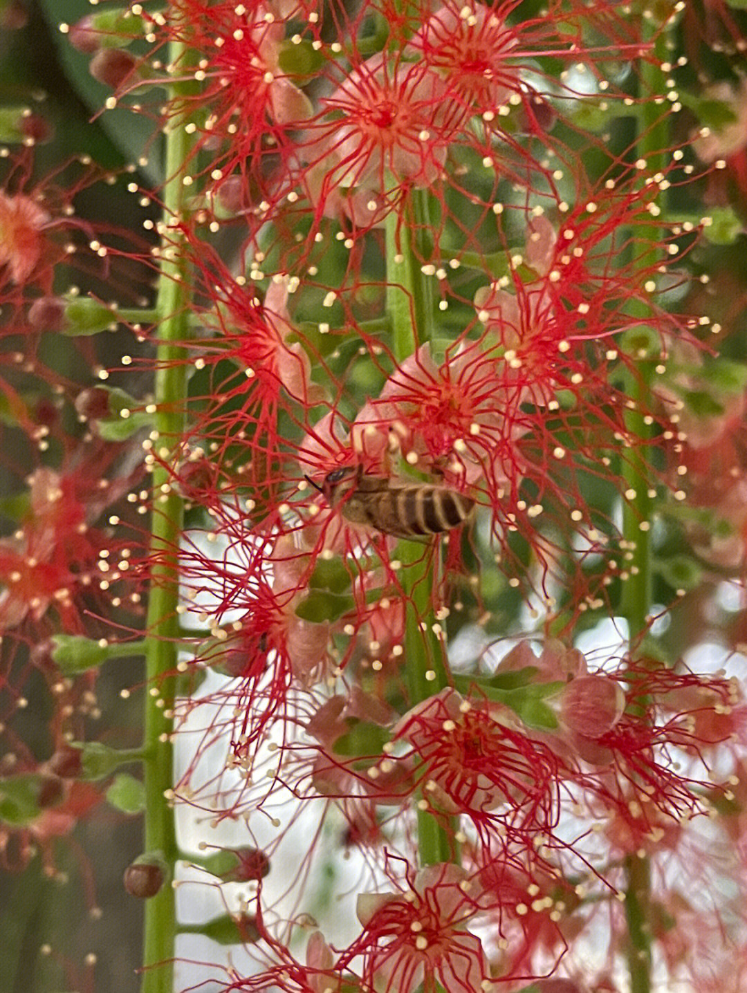 夏天傍晚采集红花玉蕊花蜜的蜜蜂