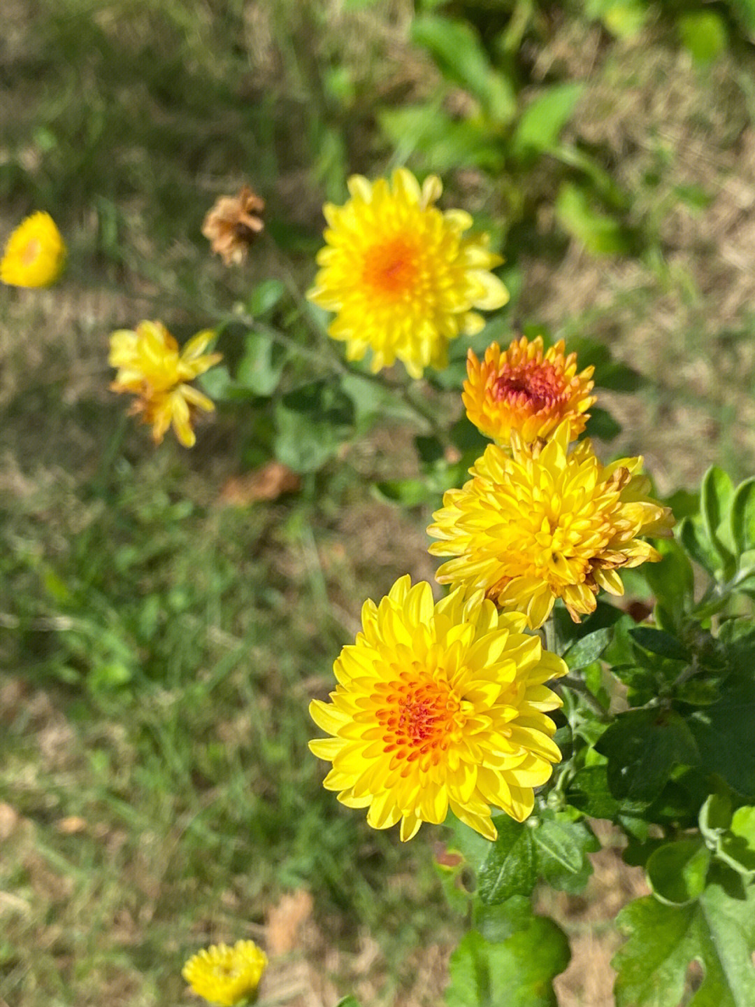 阳光下的北京夏菊红珍珠