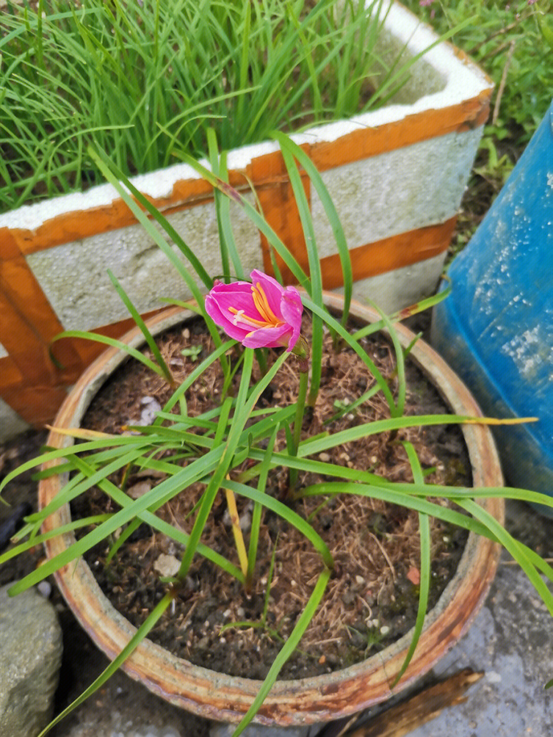 郁金香没开花的图片图片