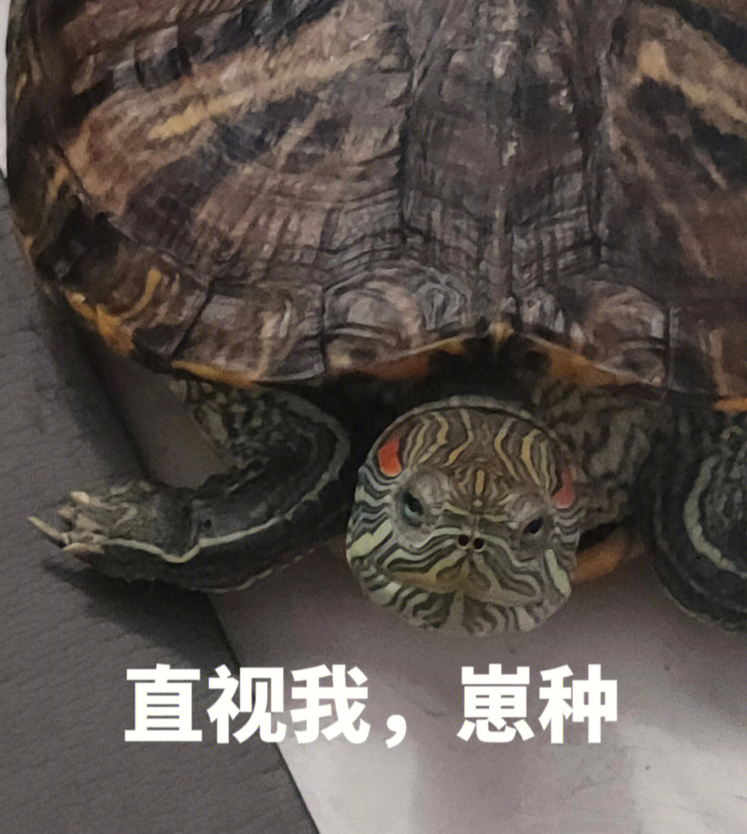 黄乌龟表情包图片