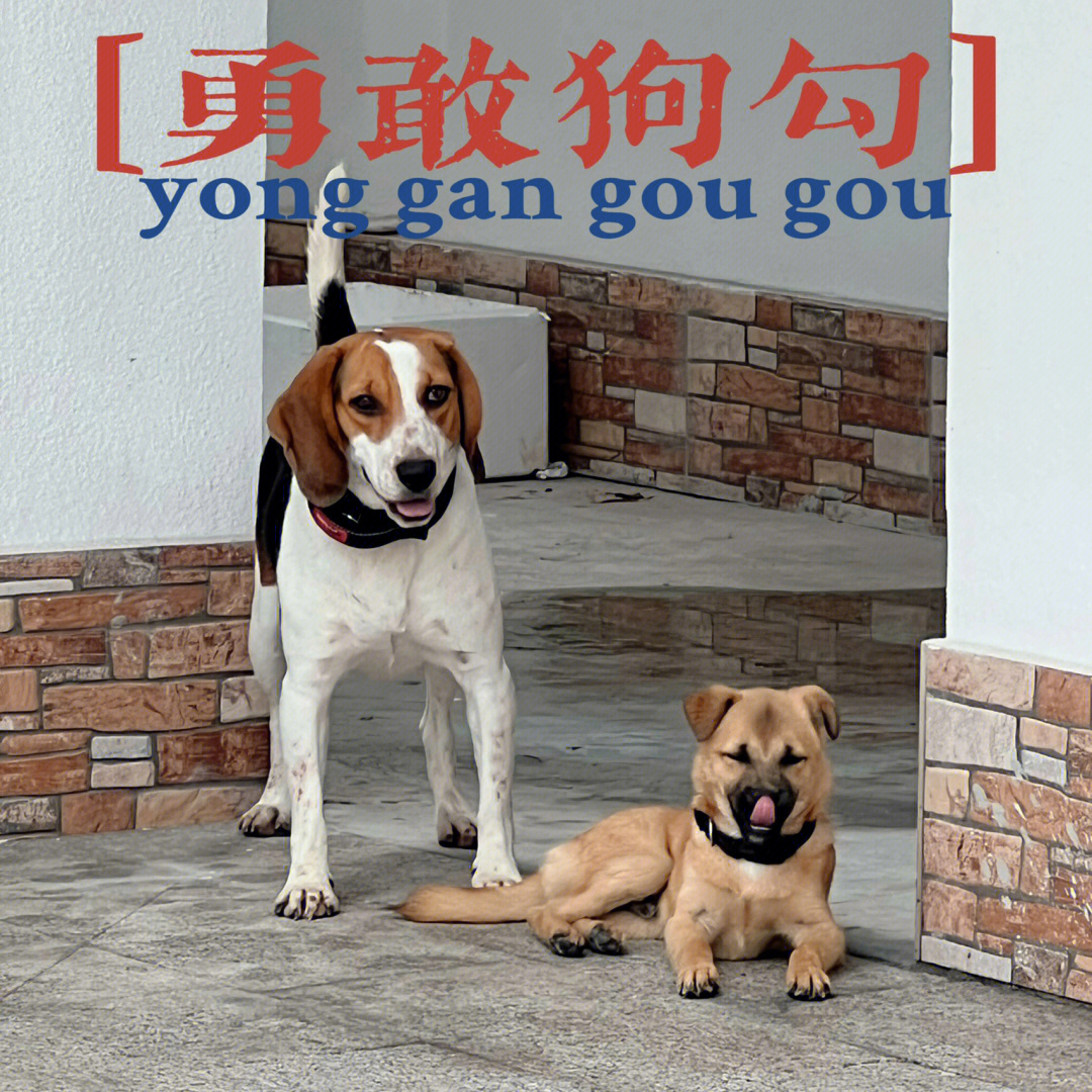 比格犬和土狗串串图片图片