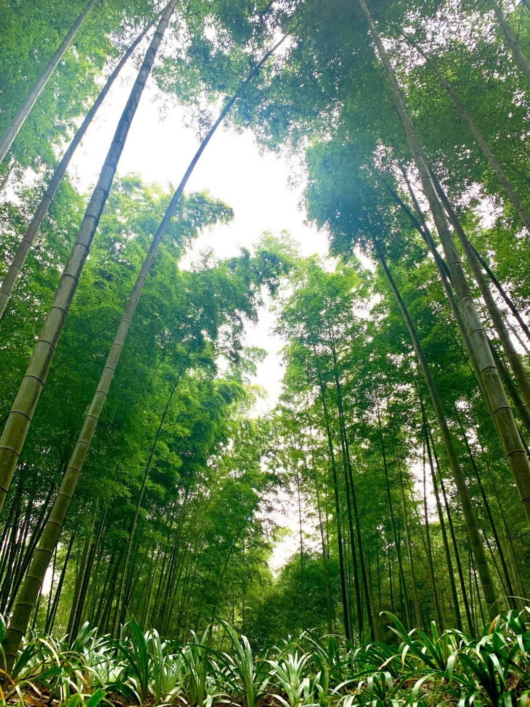 蜀南竹海冬天不冷