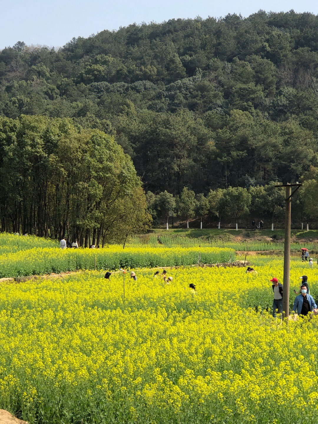 田村油菜花公园地址图片