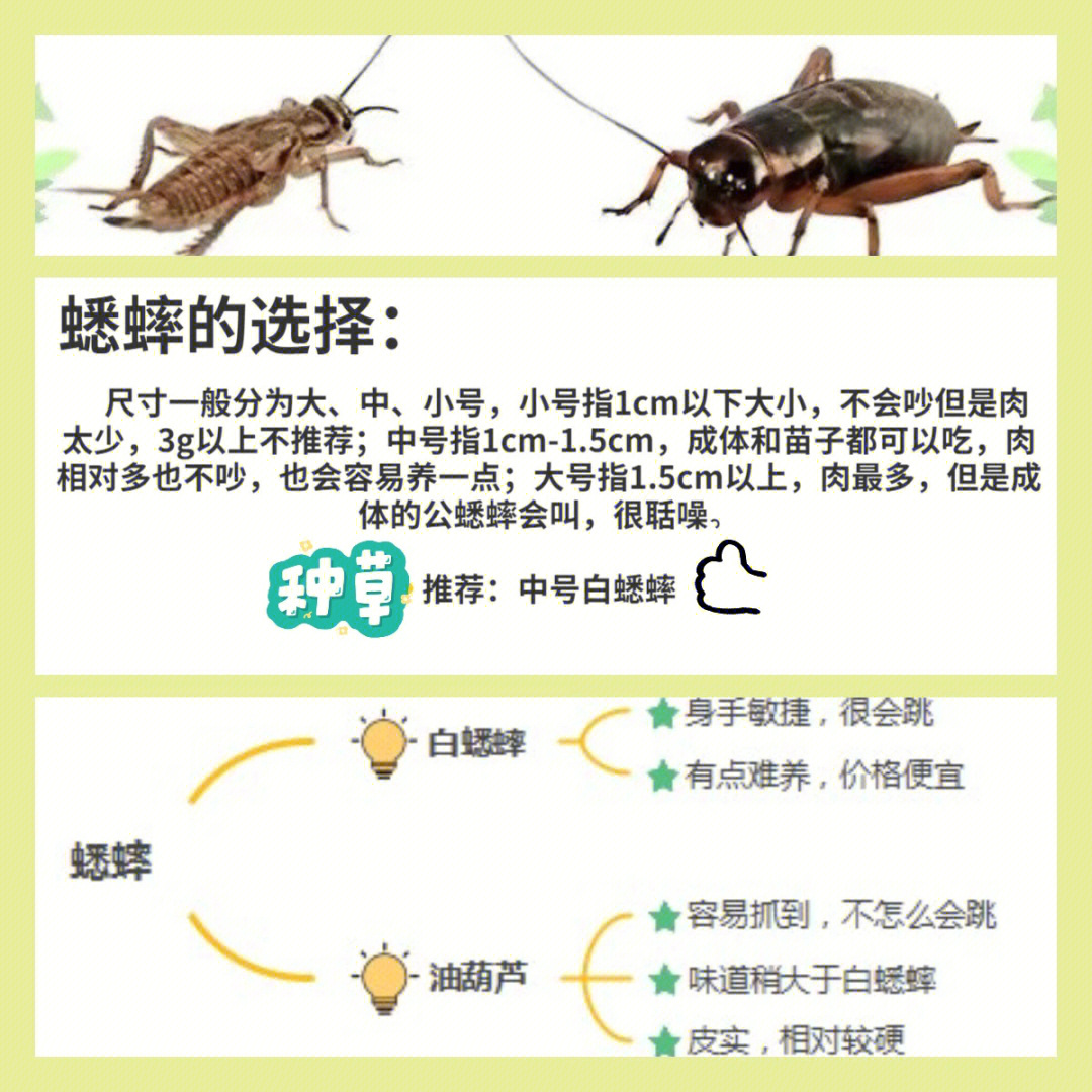 蟋蟀头型图解图片
