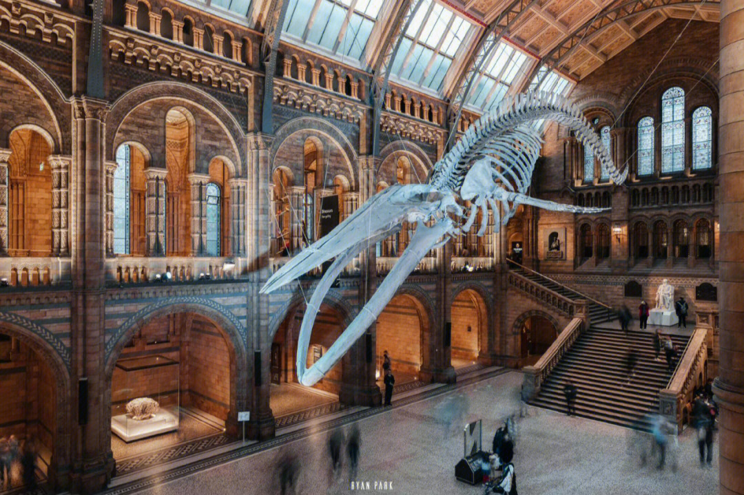 鲸鱼骨架座头鲸图片