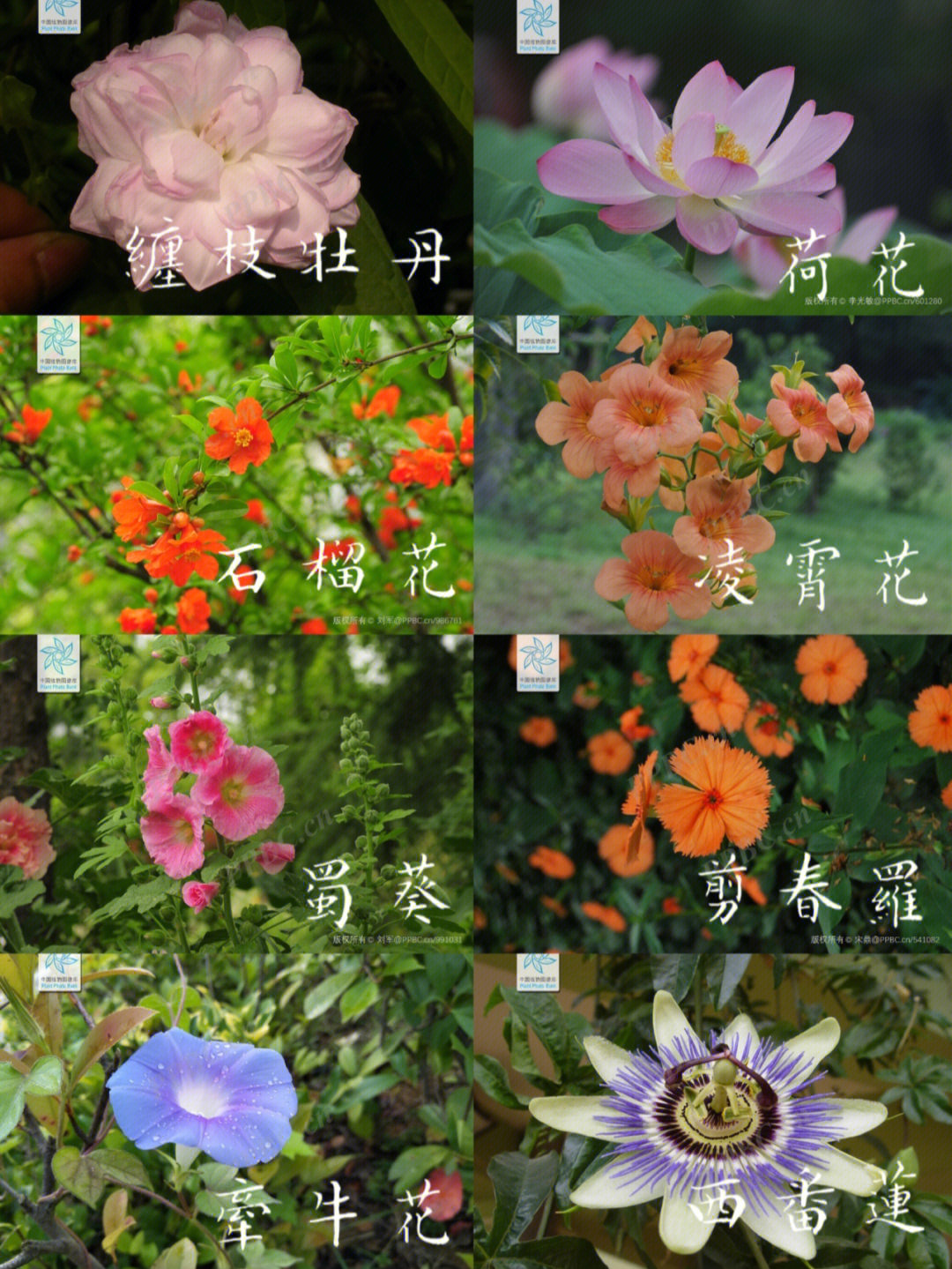 带你识花夏花合集一中国花卉手册