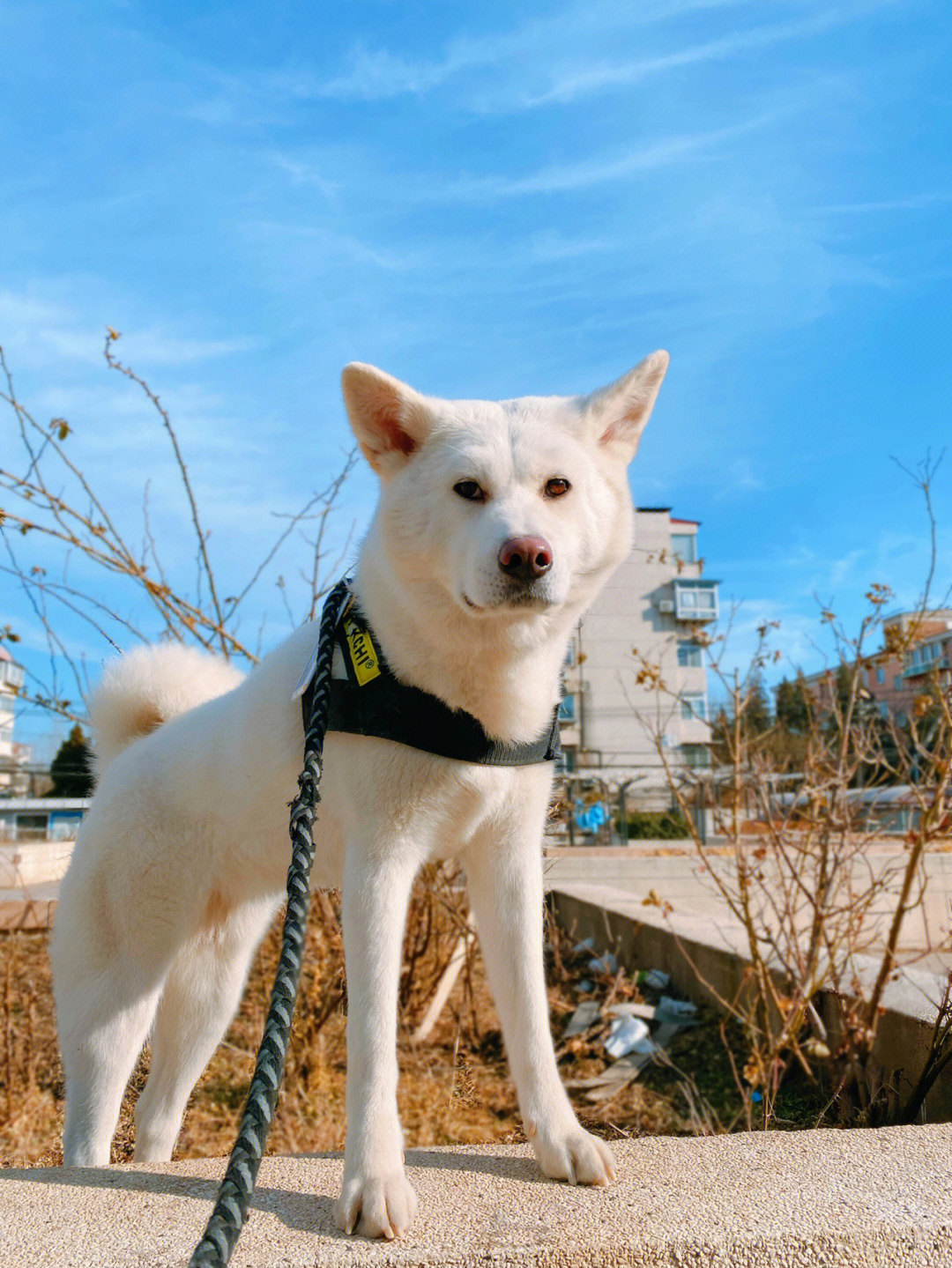 白色秋田犬多少钱图片