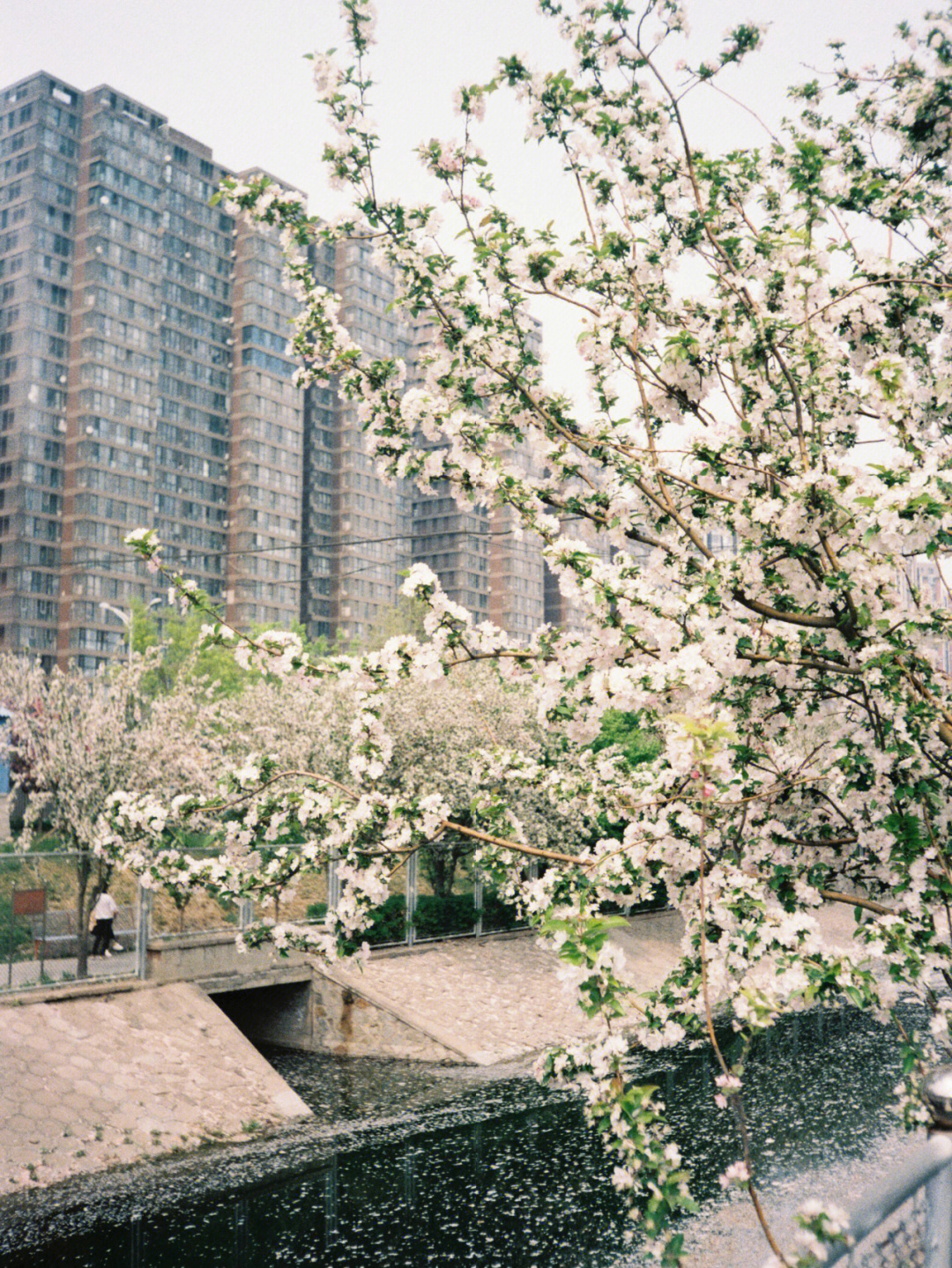 北京海棠花饭店图片