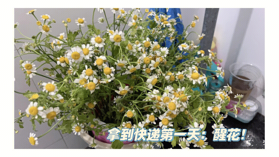 小雏菊醒花步骤图片