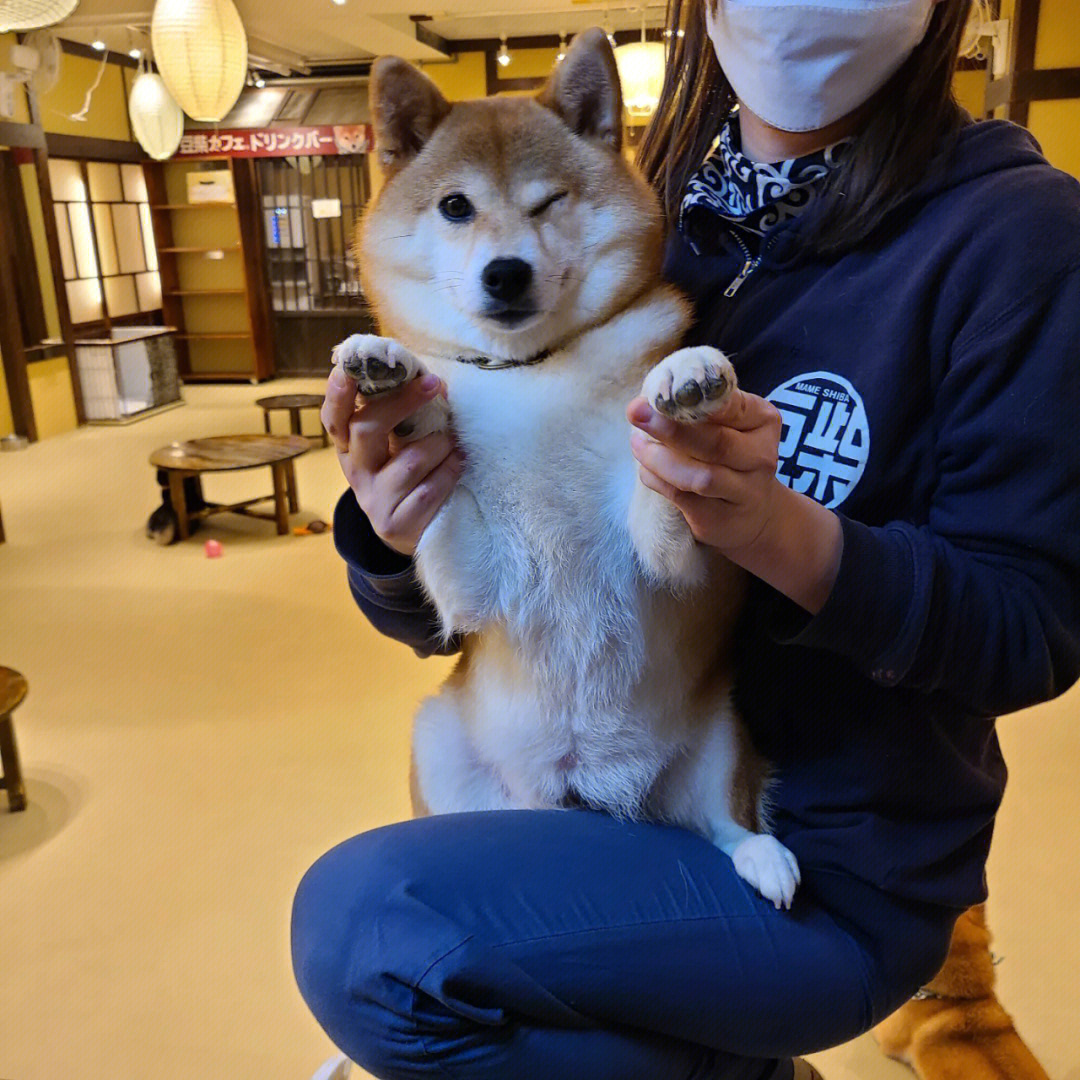 浅草柴犬咖啡