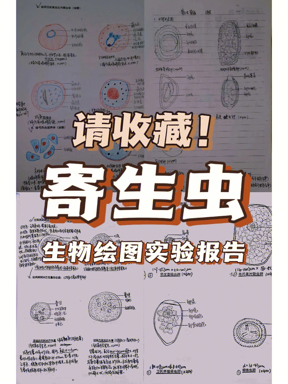 99间日疟原虫红内期99弓形虫滋养体99杜氏利什曼原虫无鞭毛体