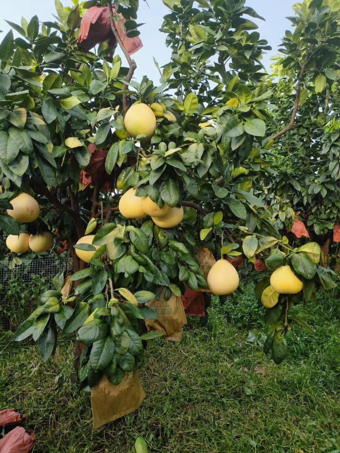 红肉蜜柚琯溪蜜柚