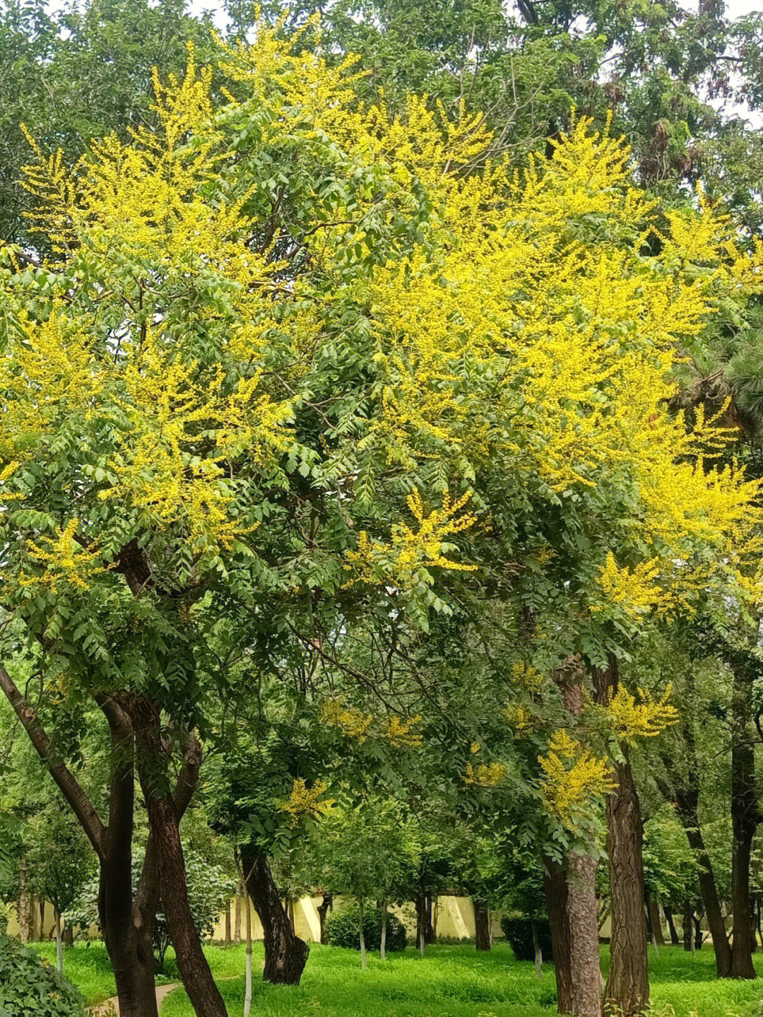 金黄百合竹开花的预兆图片