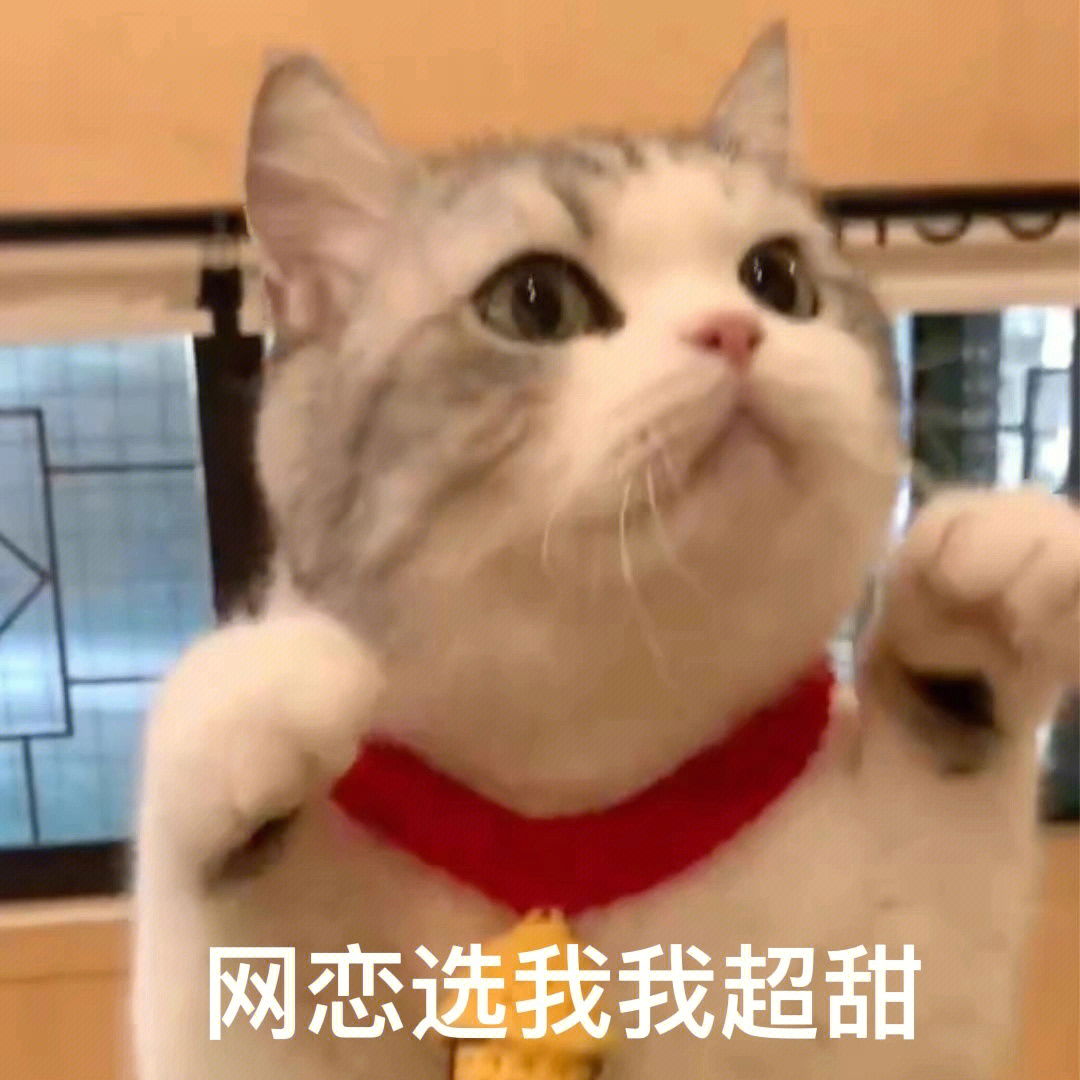 猫咪表情包  