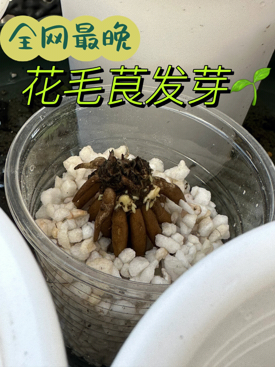 花毛茛催芽