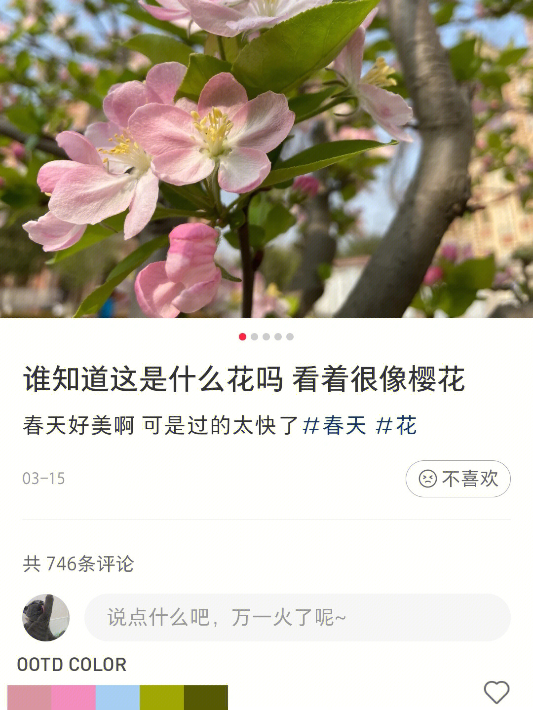 苹果花和海棠花的区别图片