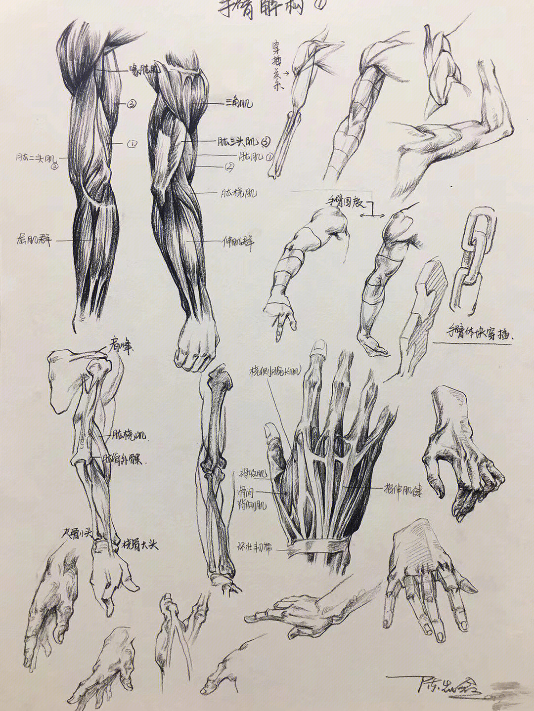 艺用人体解剖侧面图片