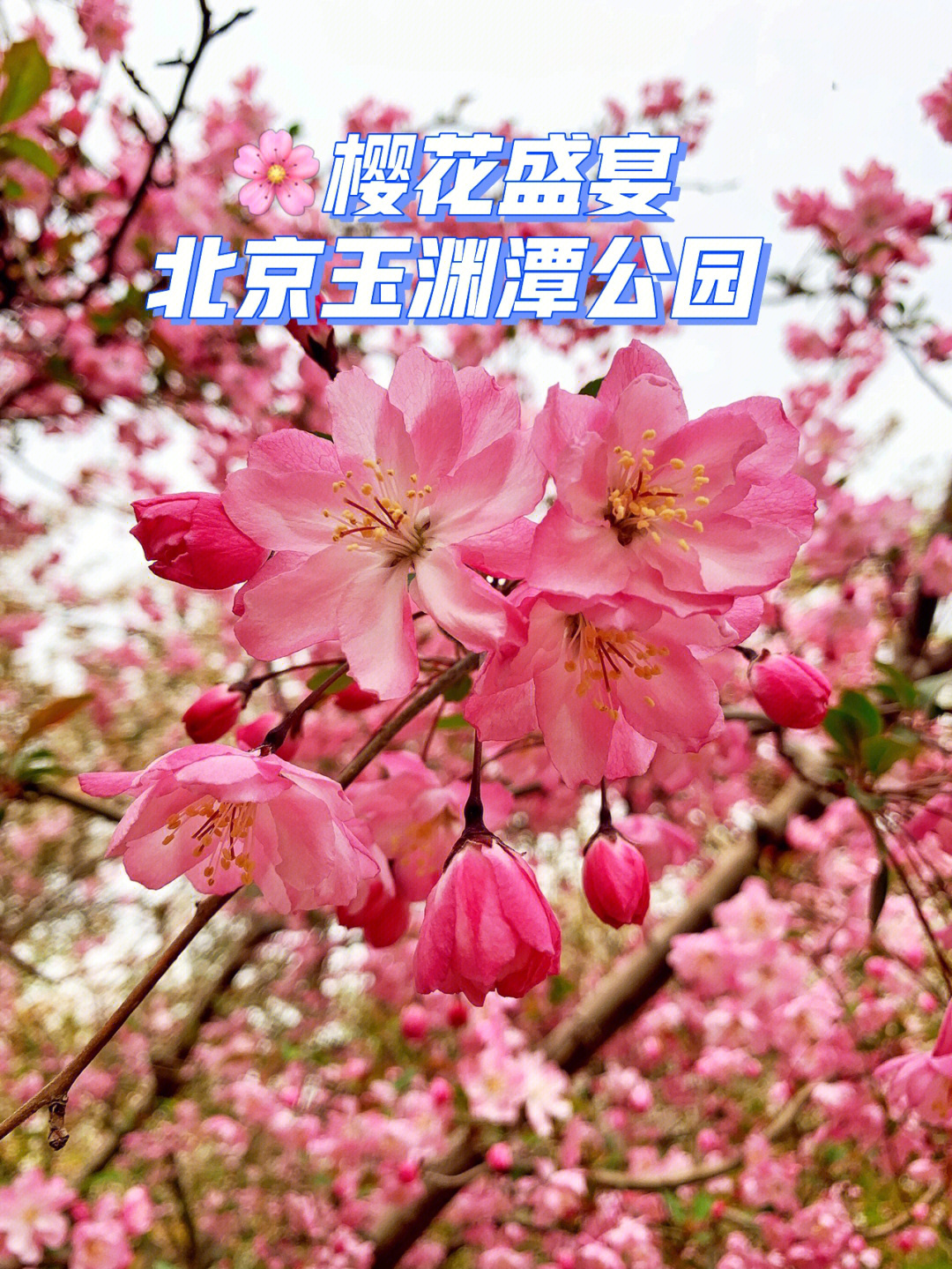 来赴一场玉渊潭的樱花宴