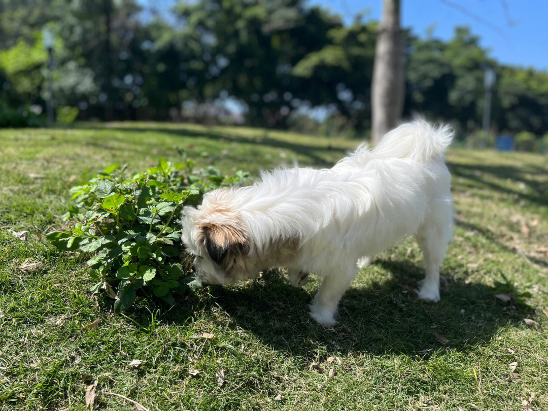 别动晴天小狗图片