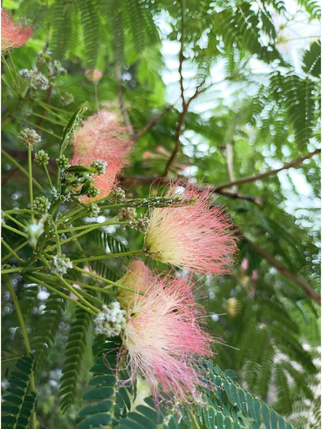 苦情花图片图片