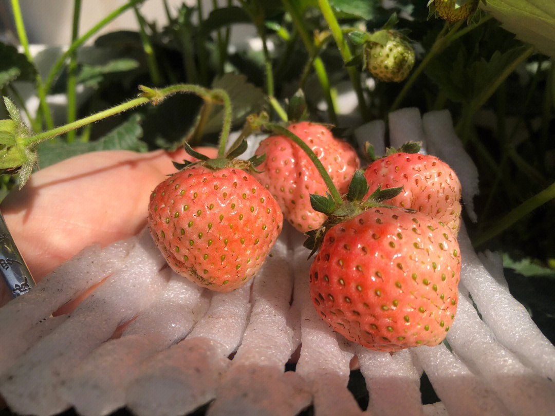 桃熏草莓品种介绍图片