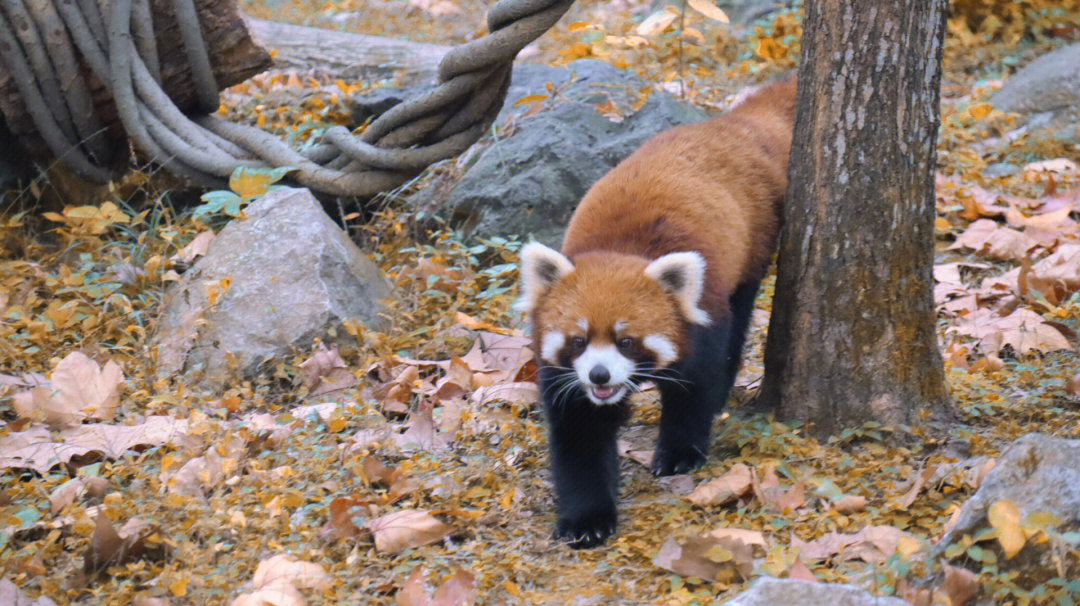 小浣熊