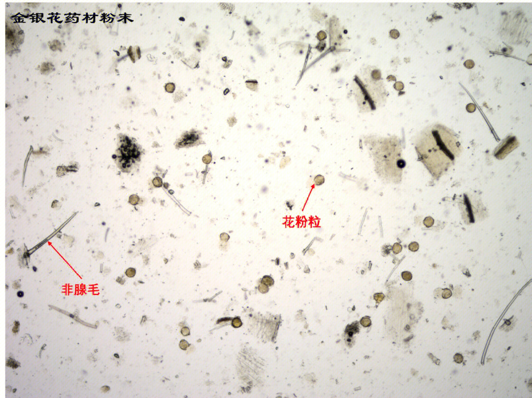 金银花粉末显微图图片