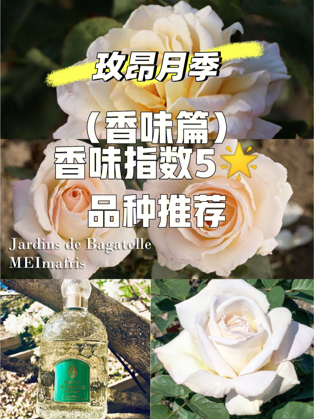 月季花的味道描写图片