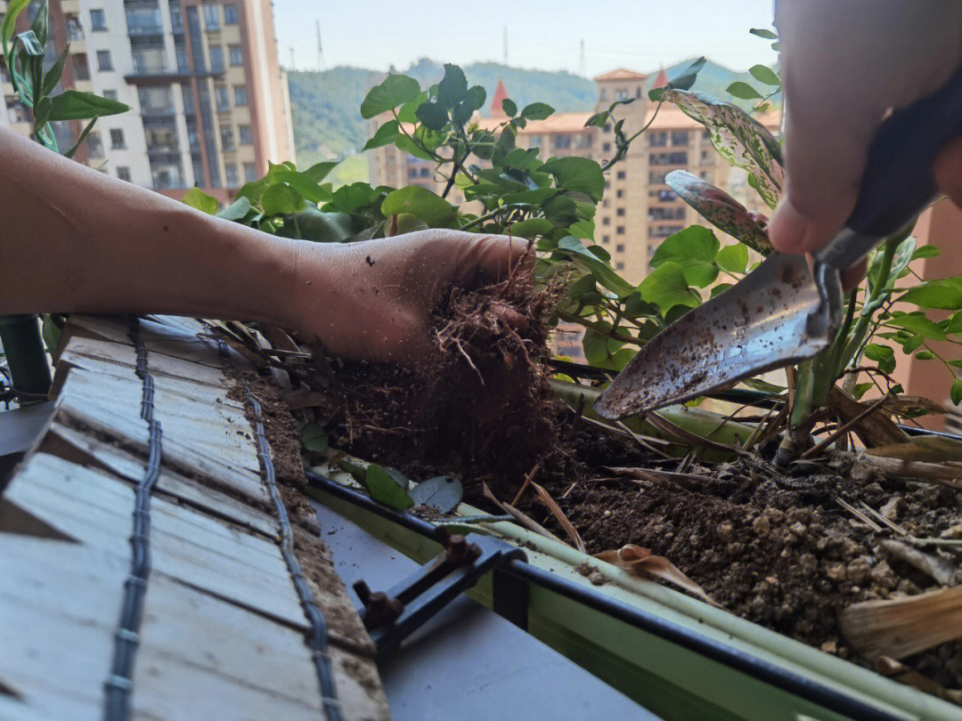 阳台种红薯图片