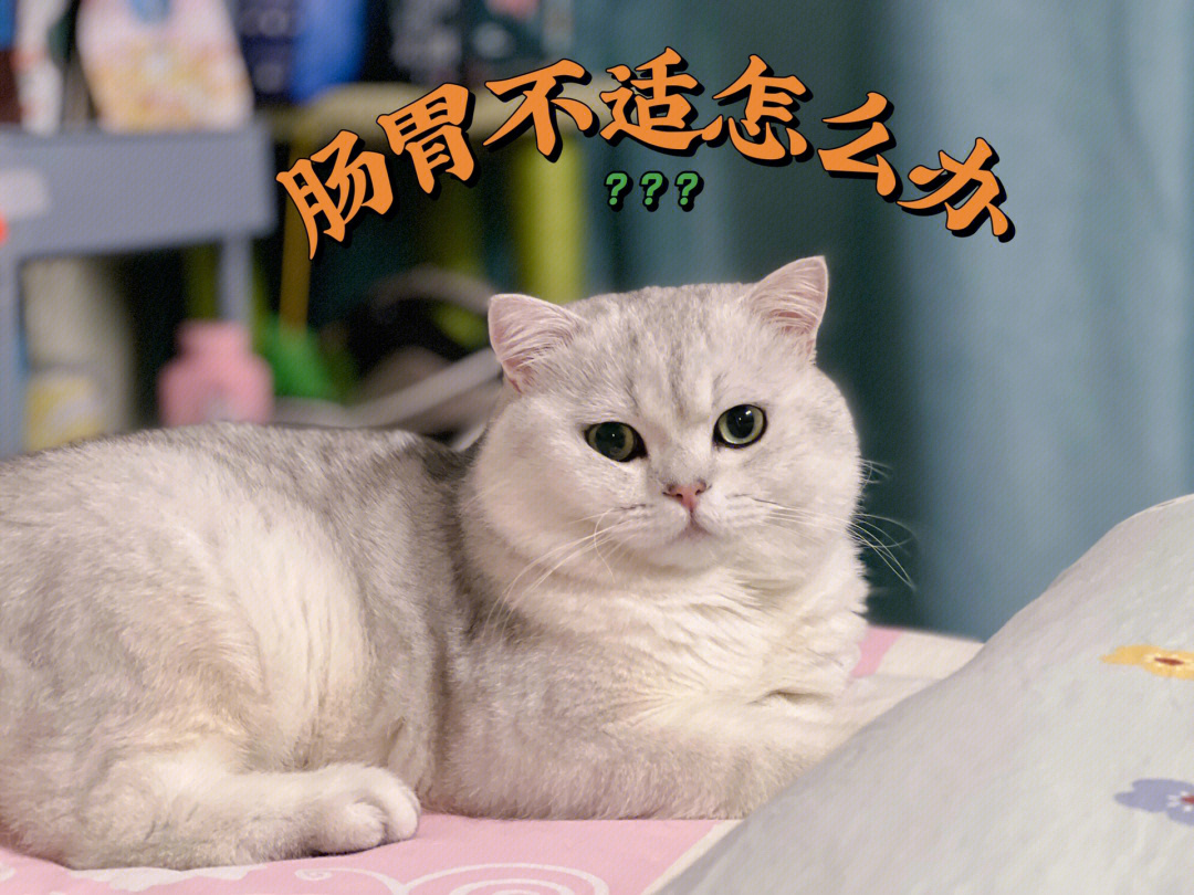 猫咪胃难受的姿势图片图片