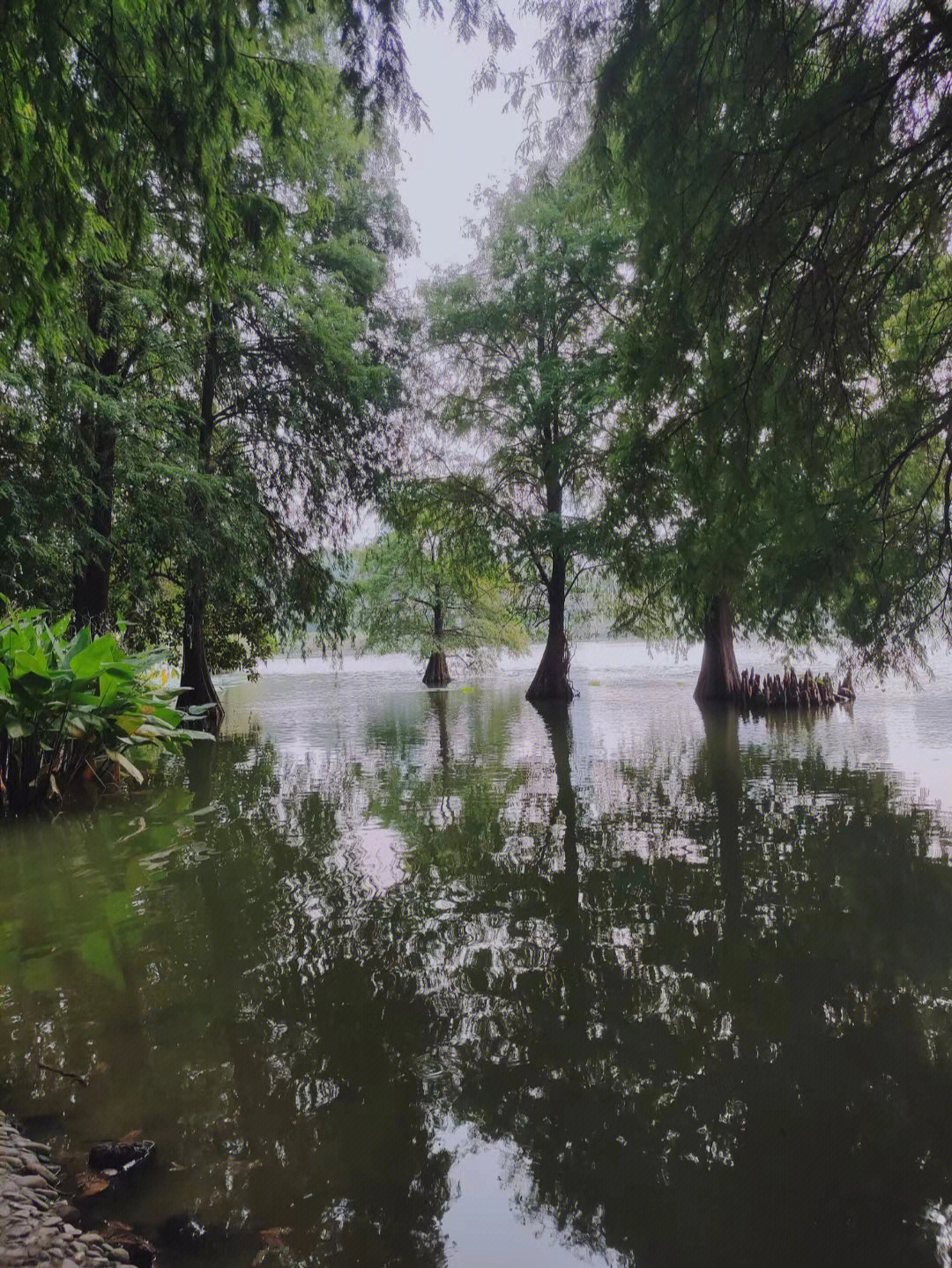 洪湖公园景点简介图片