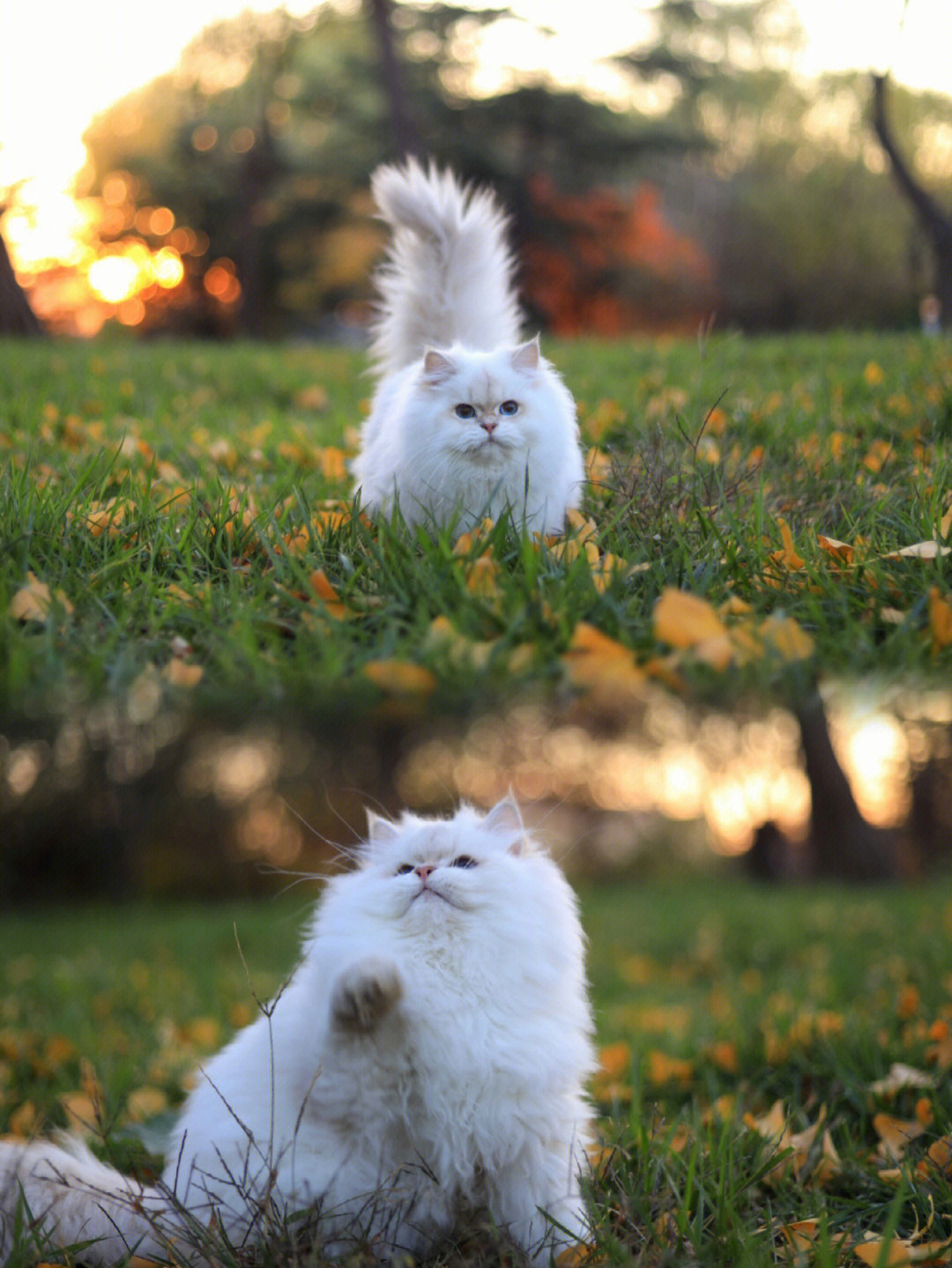 带小猫猫拍外景秋叶