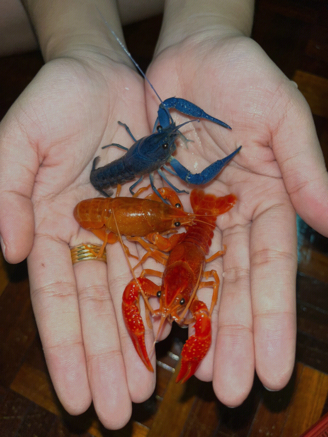 新宠可爱小宠物小龙虾鳌虾crayfish