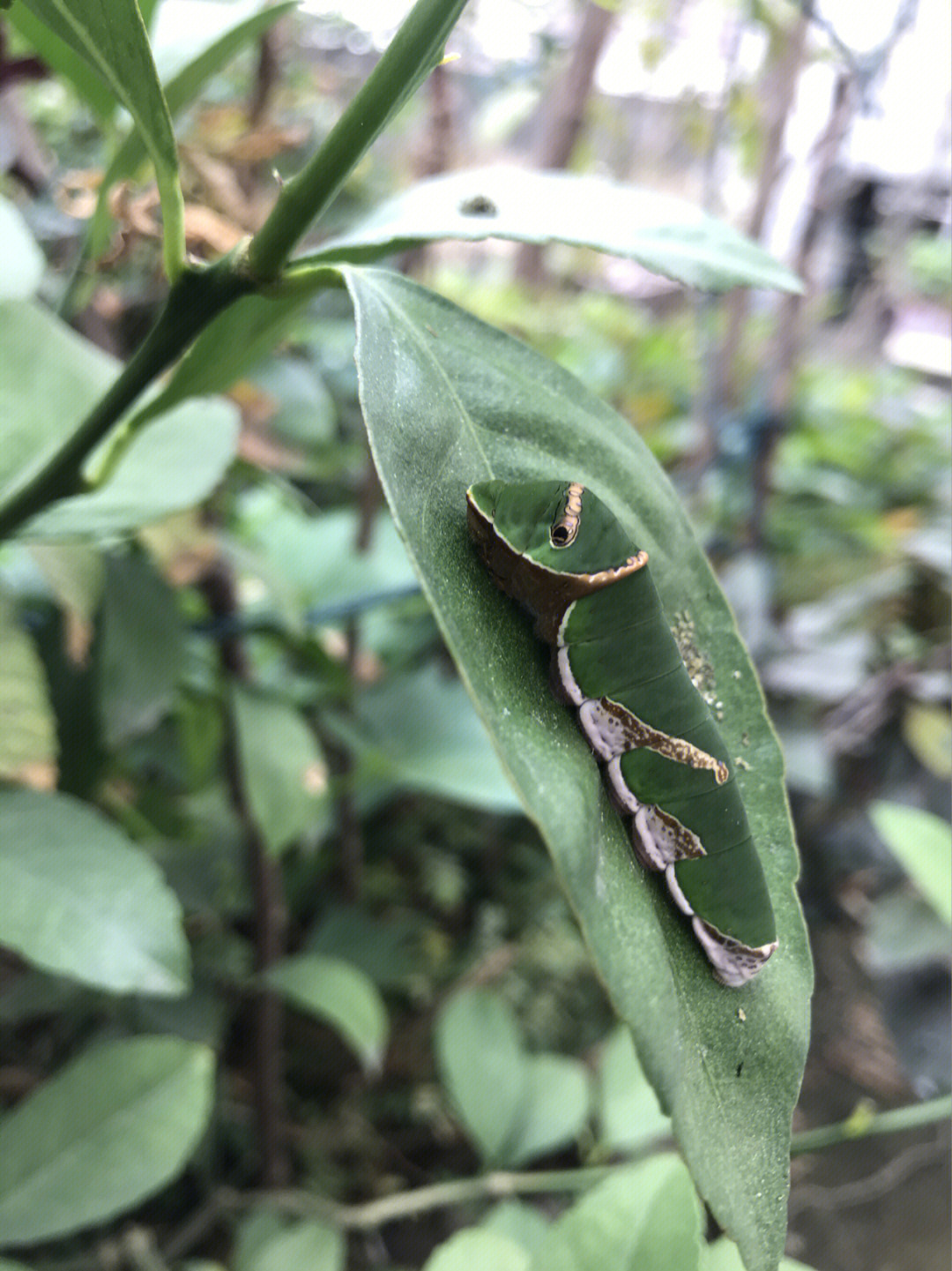 绿毛虫特性图片