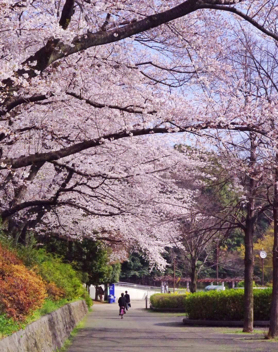樱花季早稻田大学周围的樱花