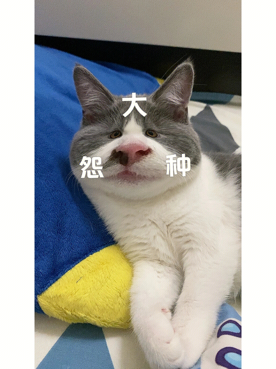 嘻嘻三个大冤种小宝贝