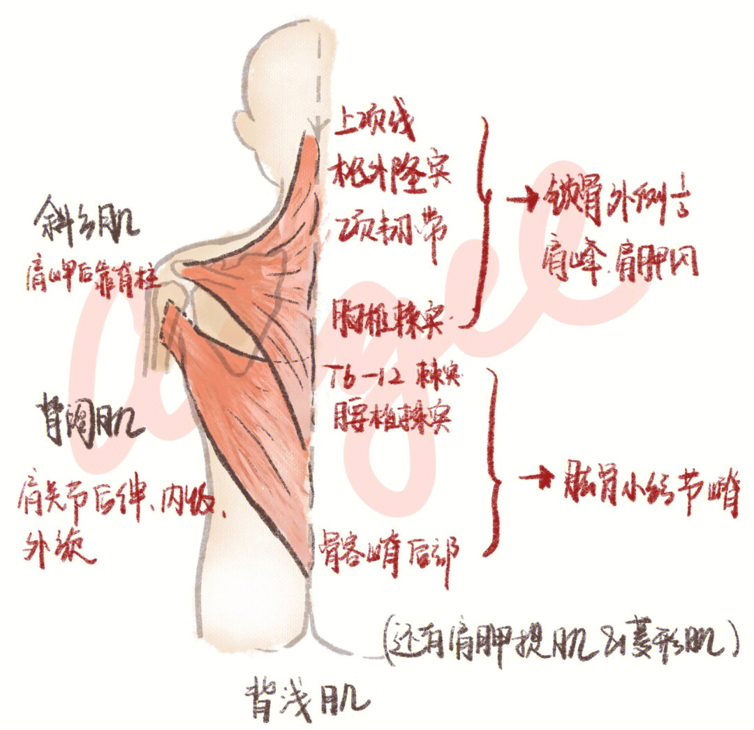 躯干后侧肌肉图片