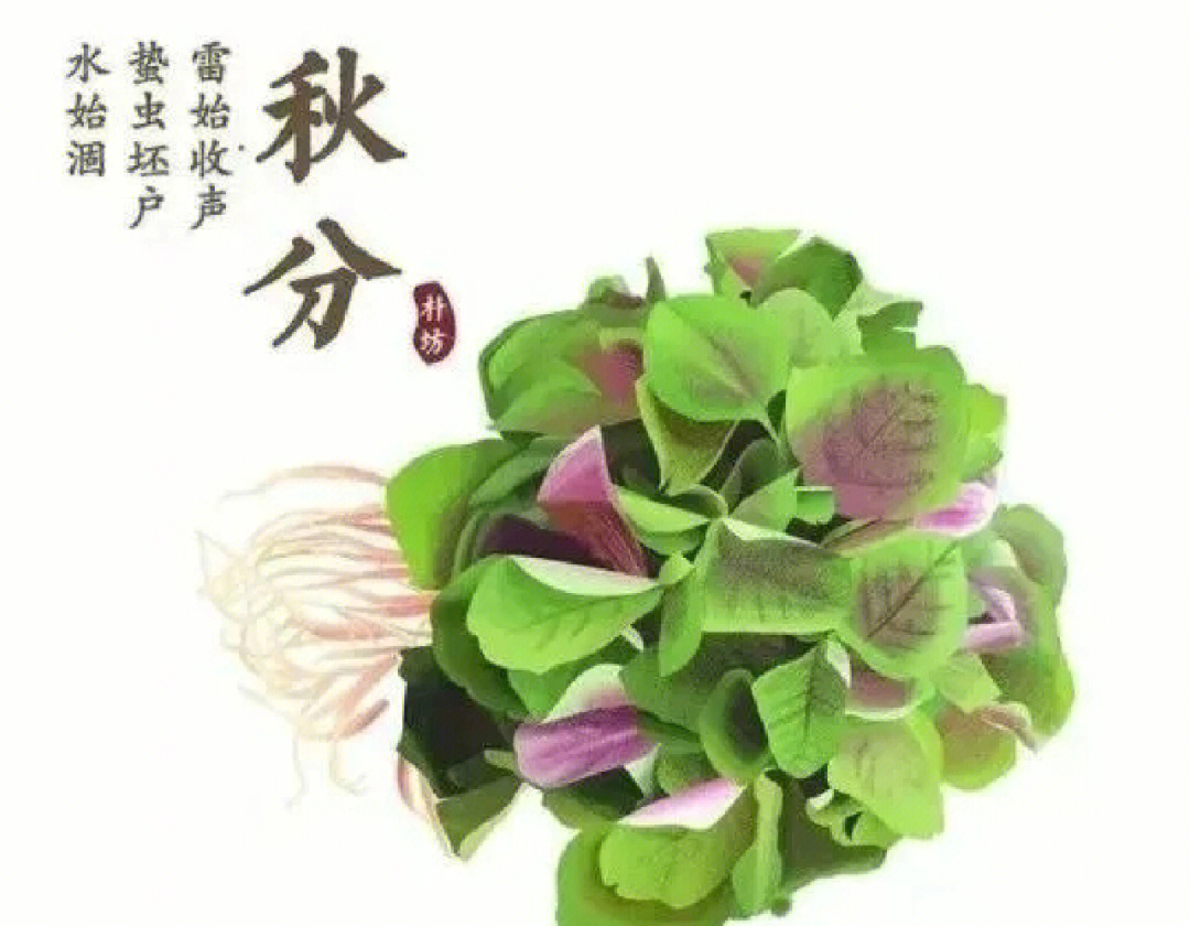 (三)秋分吃秋菜,清肠体更健秋菜是一种野苋(xian去声)菜,田园人家称之