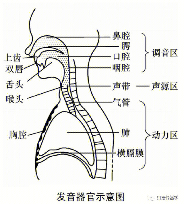 喉咙分布图图片