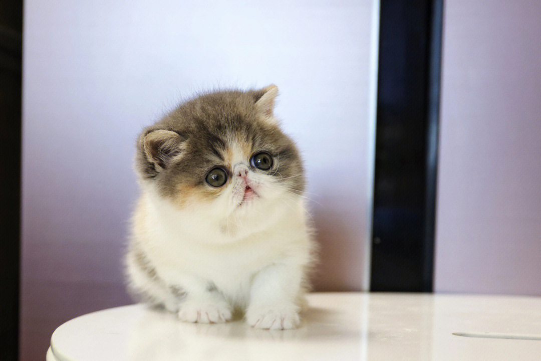 高赛三花加菲猫妹妹